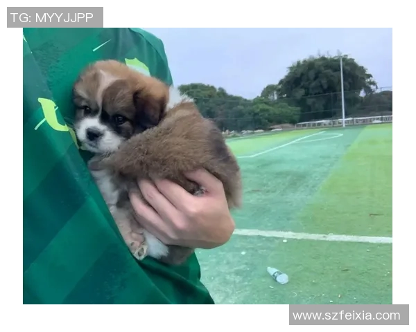 恶狗足球明星的精彩瞬间与赛场风采尽在此图集展示